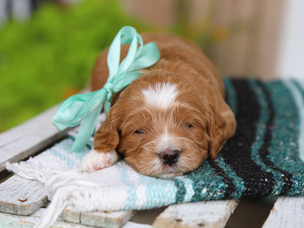 Hazel • click to meet