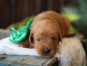 Archibold • Click to meet