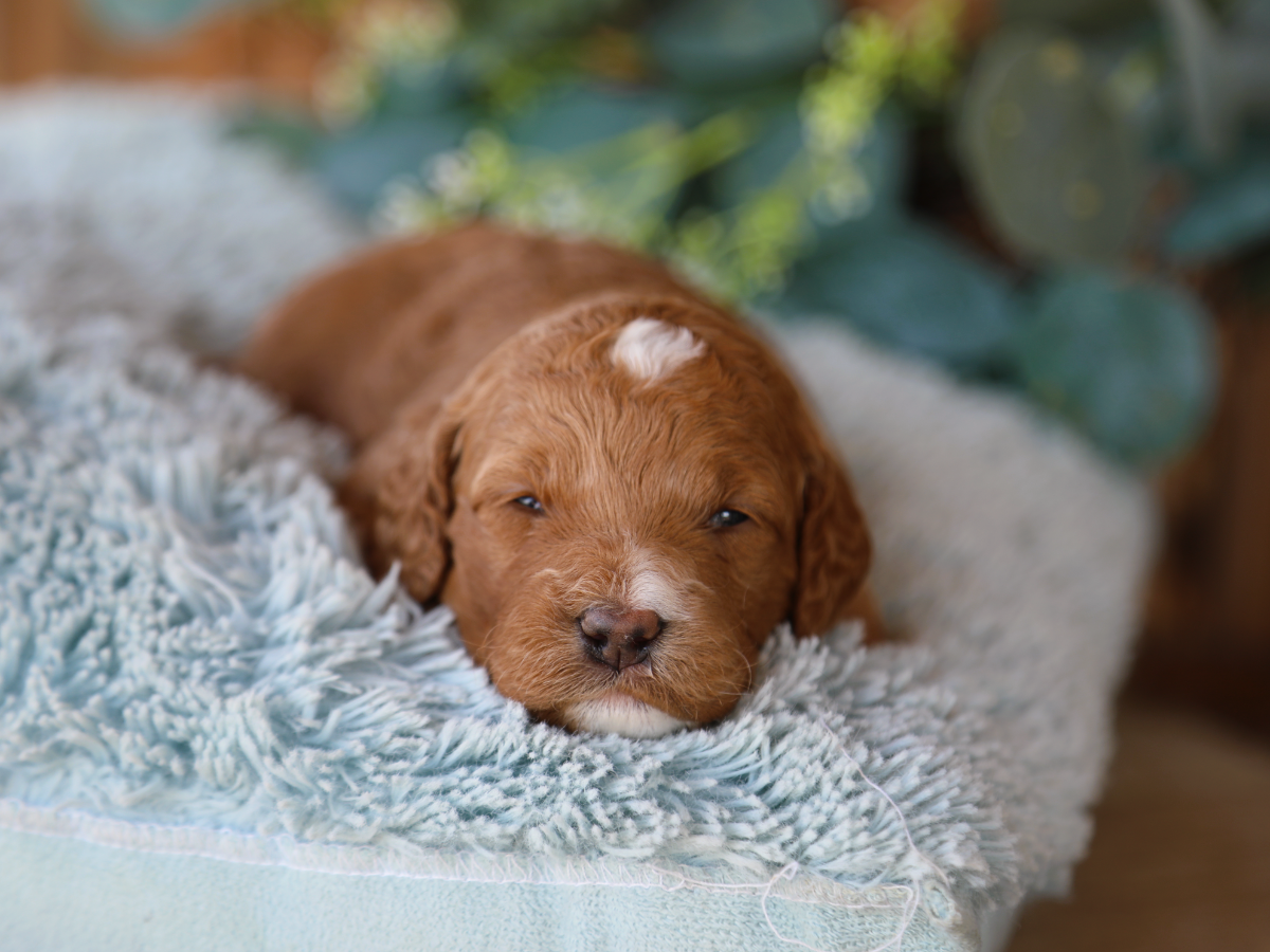 Remi • click to meet