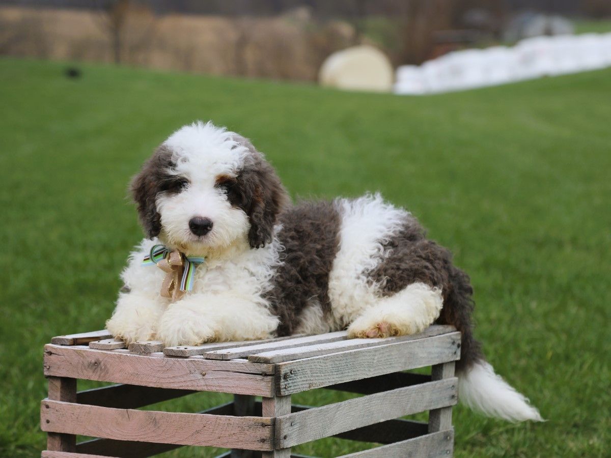 Zeus • Click to Meet