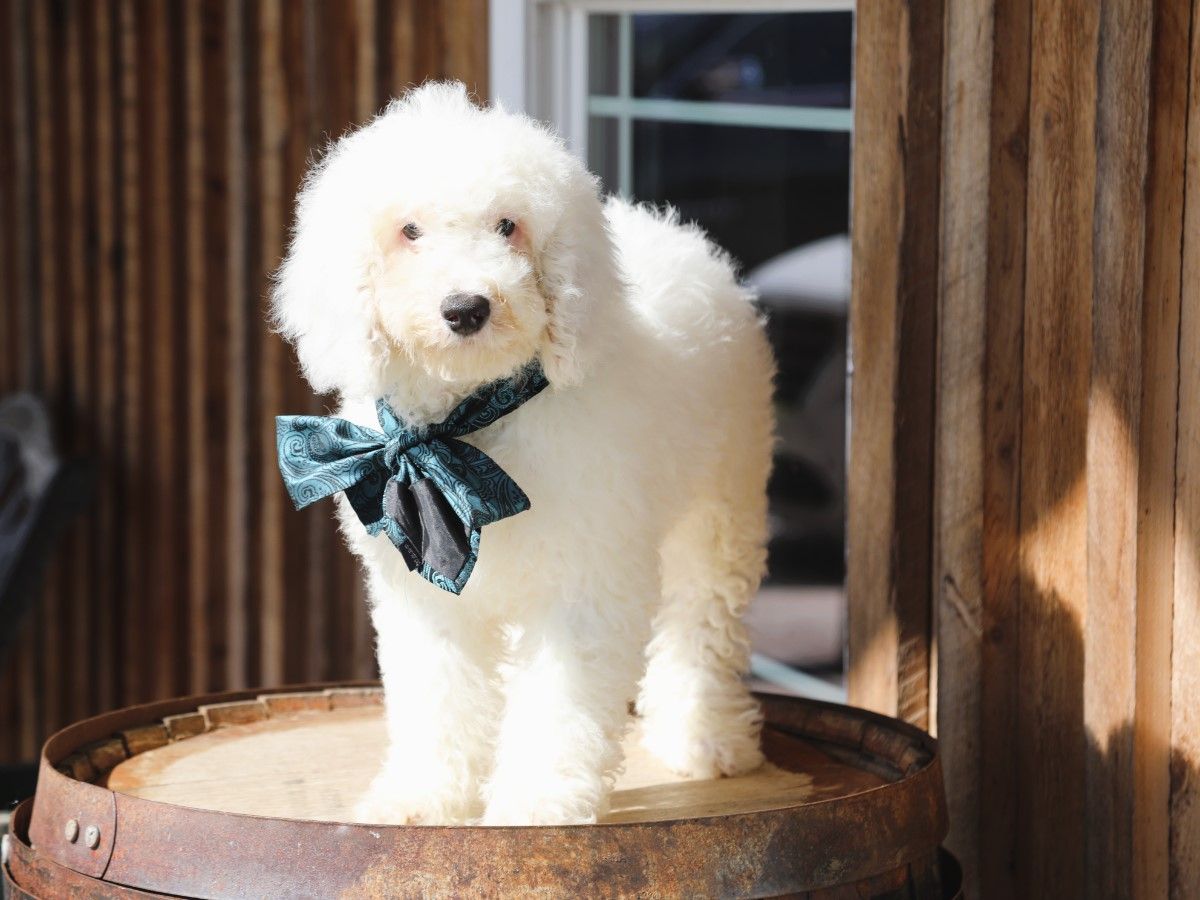 casper (1).JPG