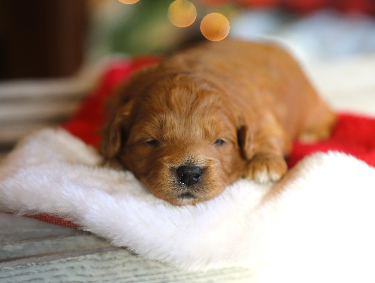 Caramel (1) (1).JPG