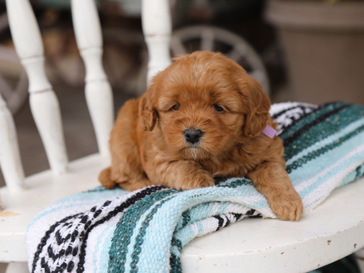 winnie (1).JPG