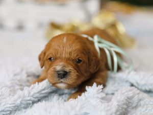 Carmela • Click to meet