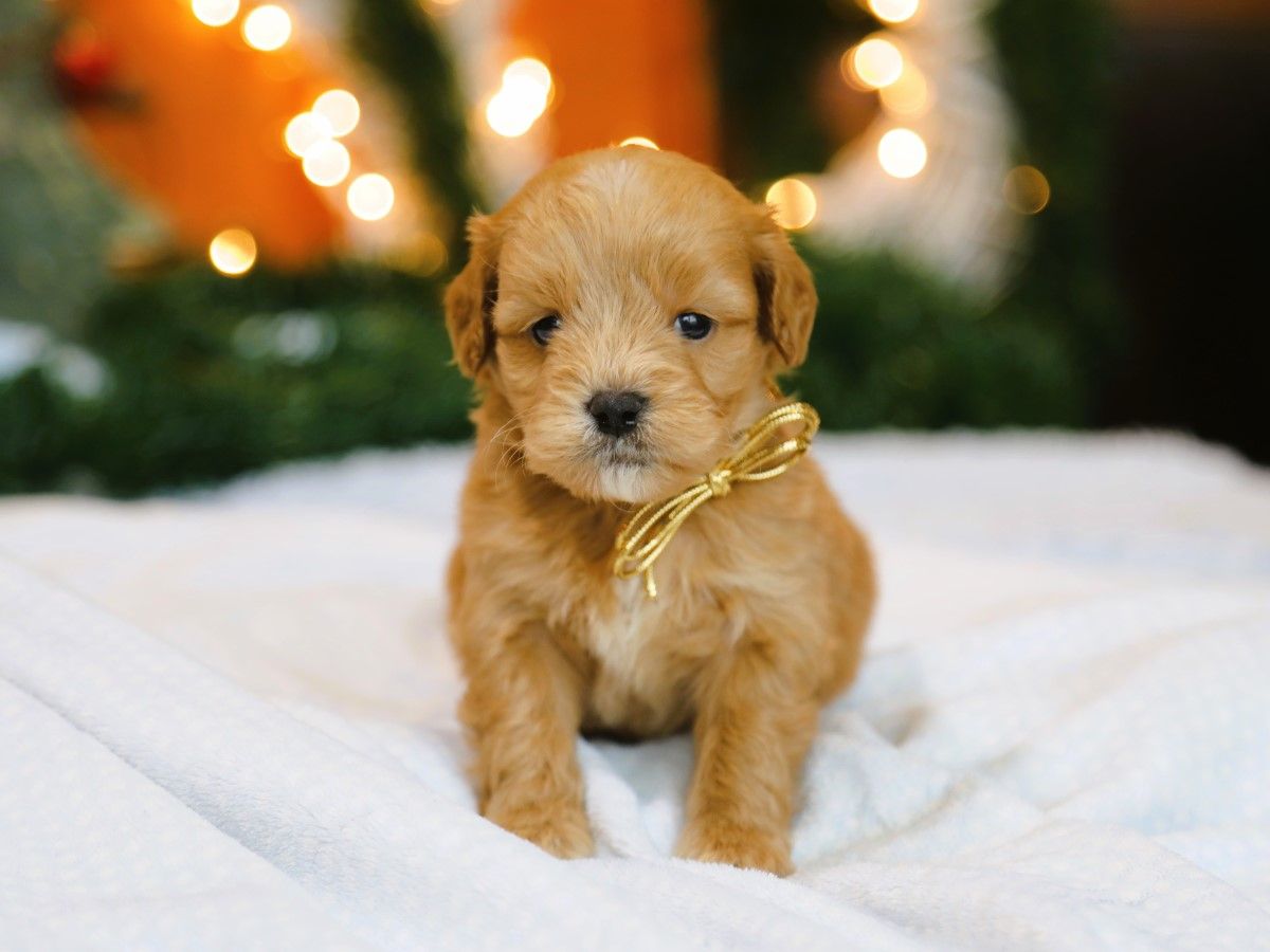 ned (4).JPG