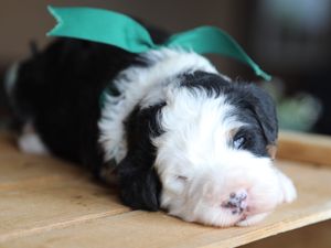 Jack • Click to Meet