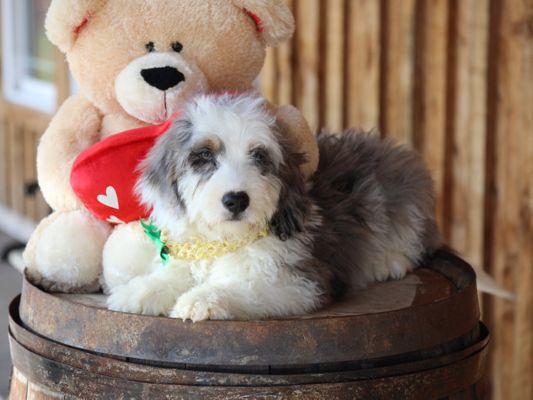 ZEUS • HOMED