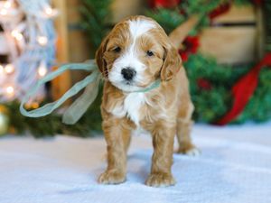 Noah • click to meet