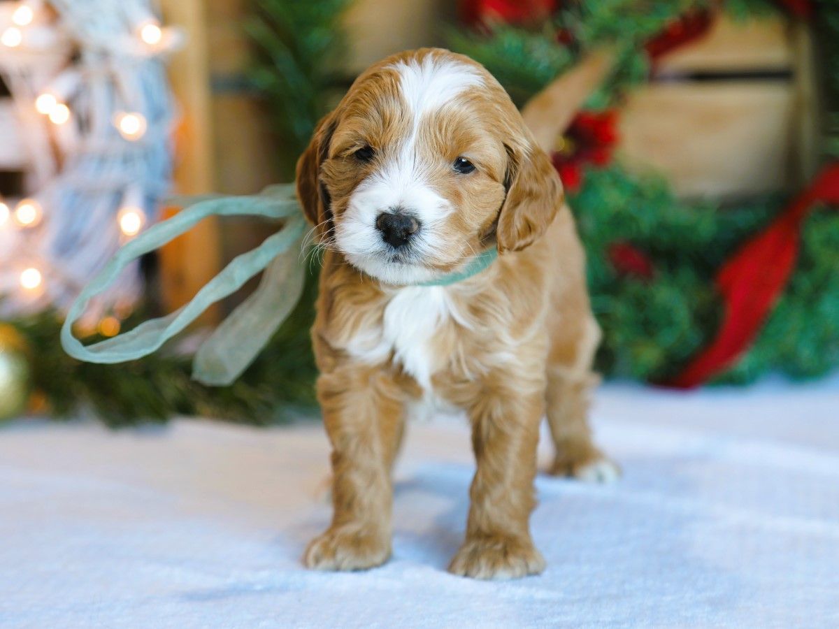 Noah • click to meet