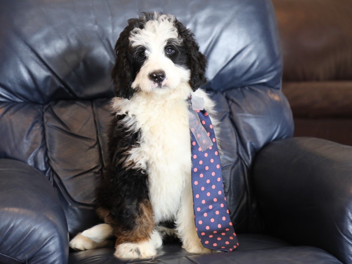  Ranger - click to meet