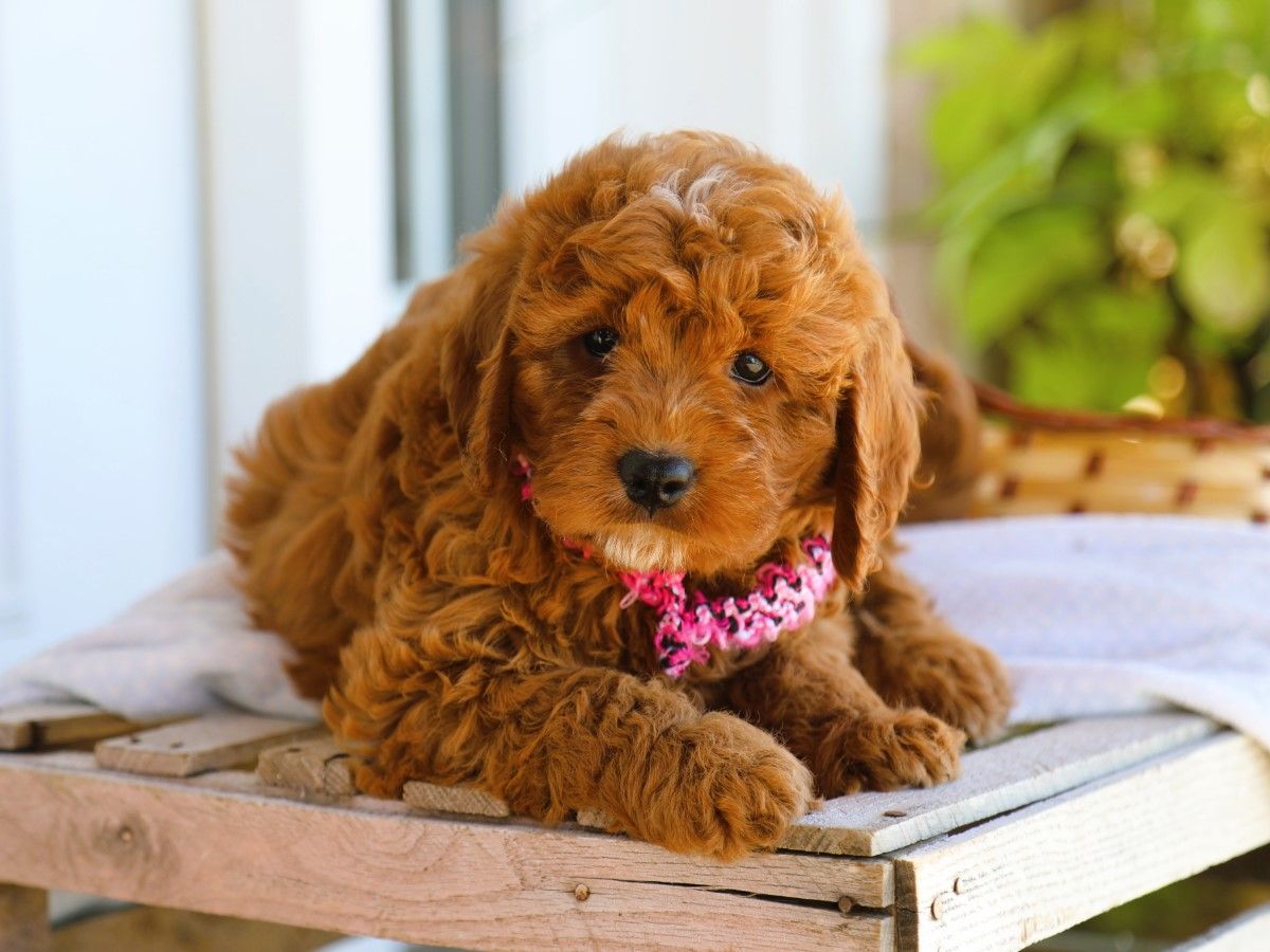 Pumpkin • click to meet