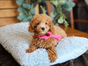 Brooke • click to meet