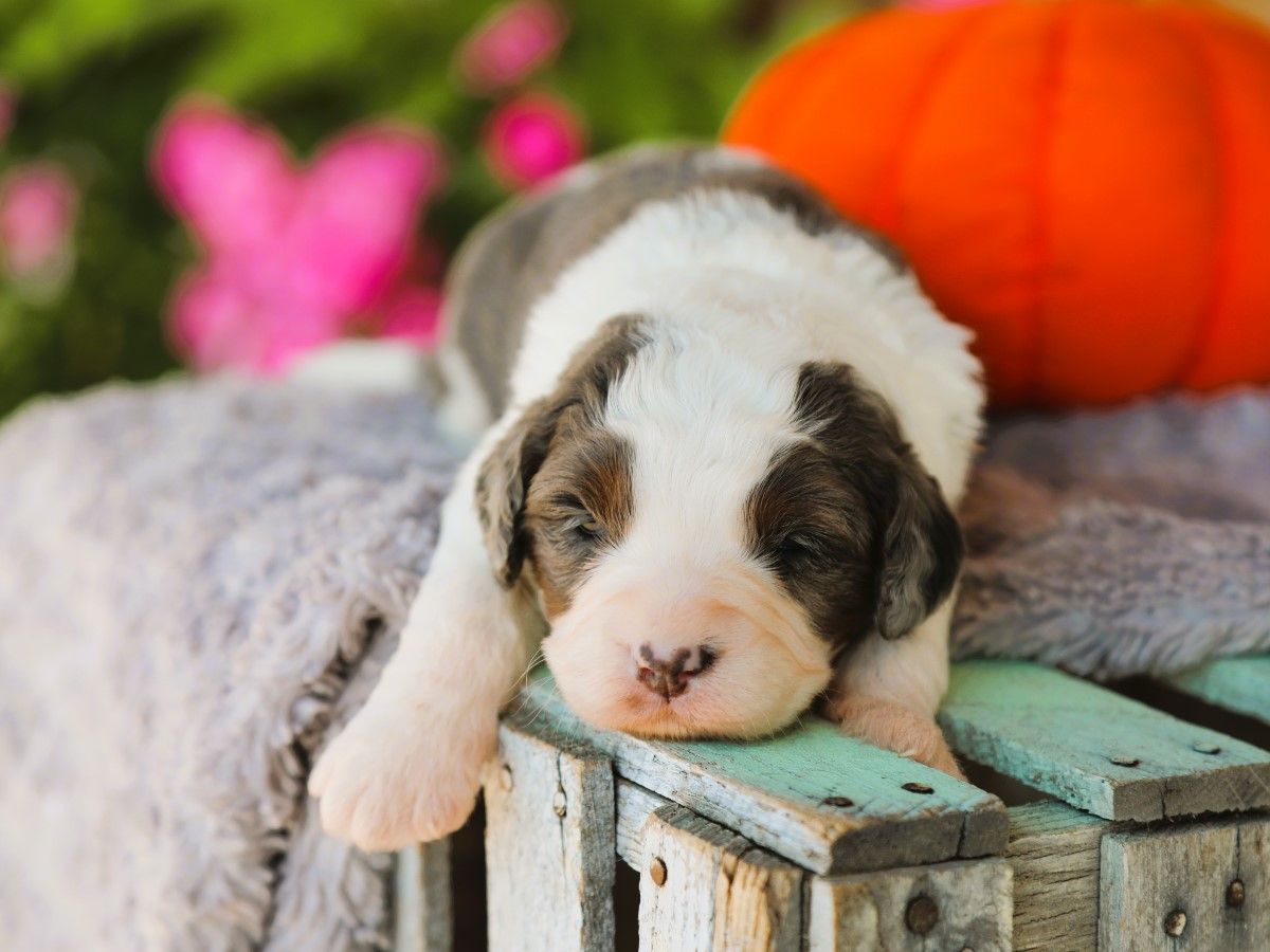 wally (2).JPG