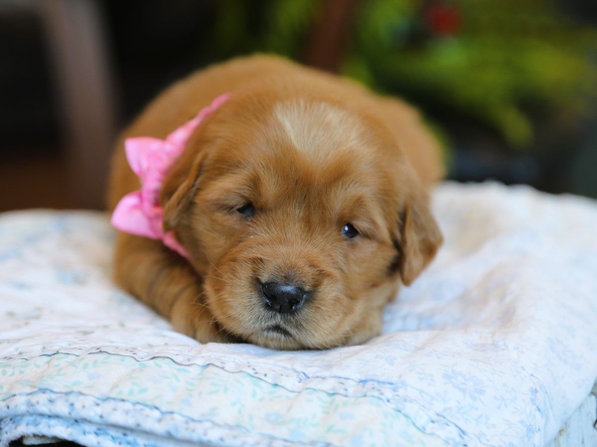 Nala (1).JPG