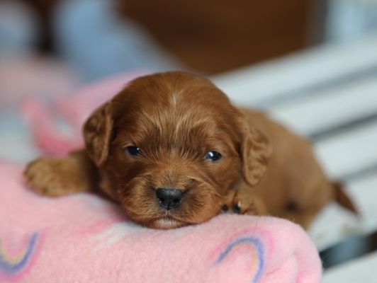 KYLIE • RESERVED