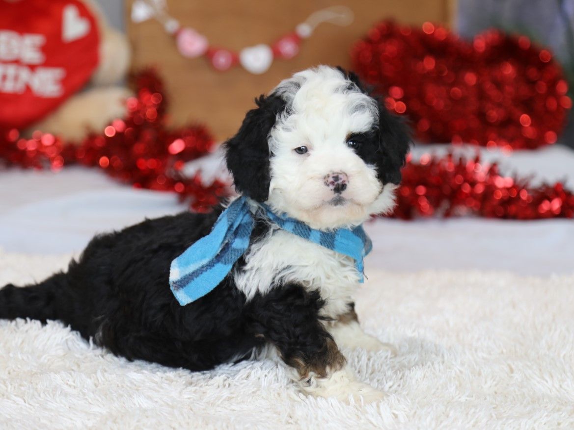 Baxter' (2).JPG