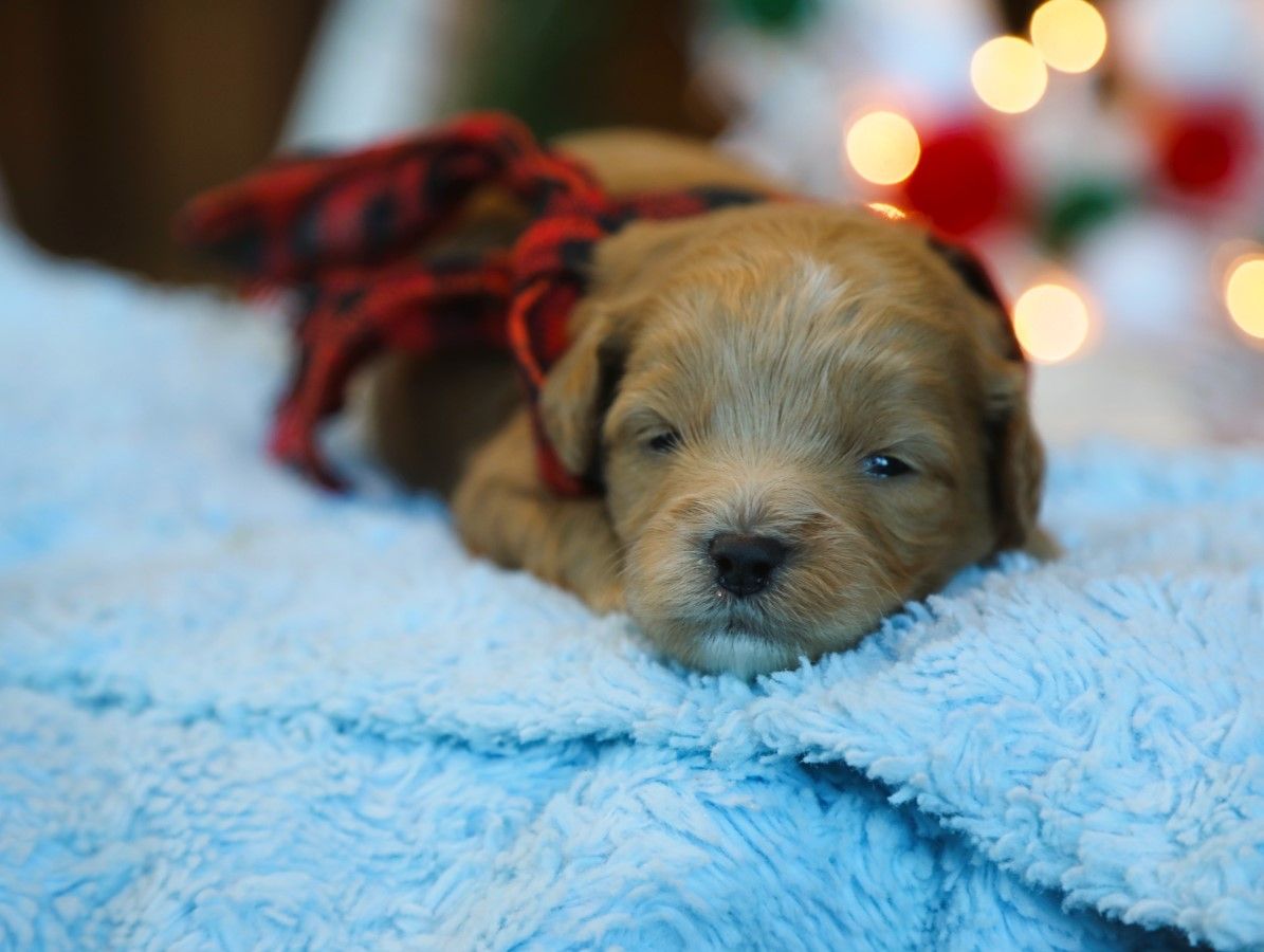 Ned • click to meet