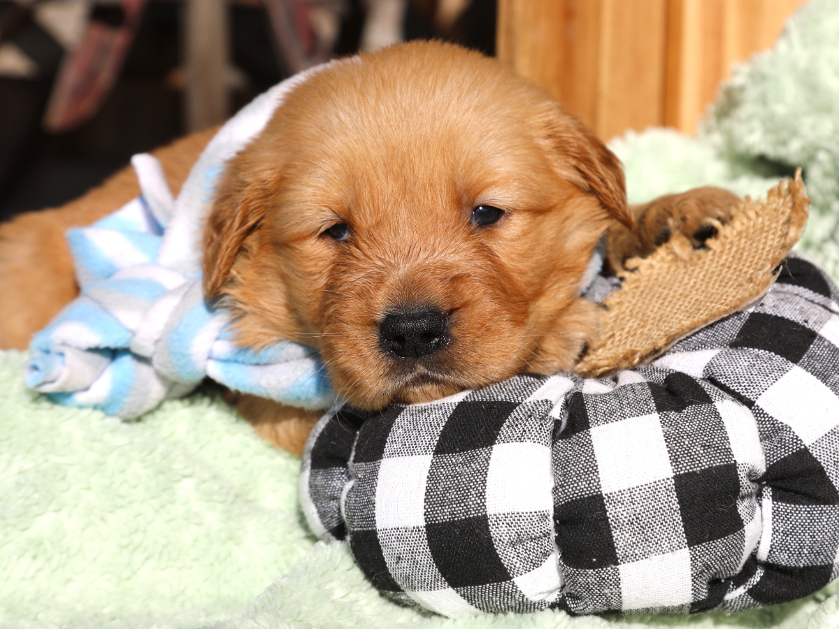 Homer • click to meet