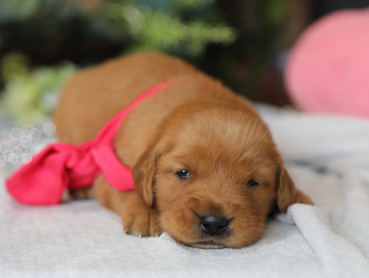 Pippa (3).JPG