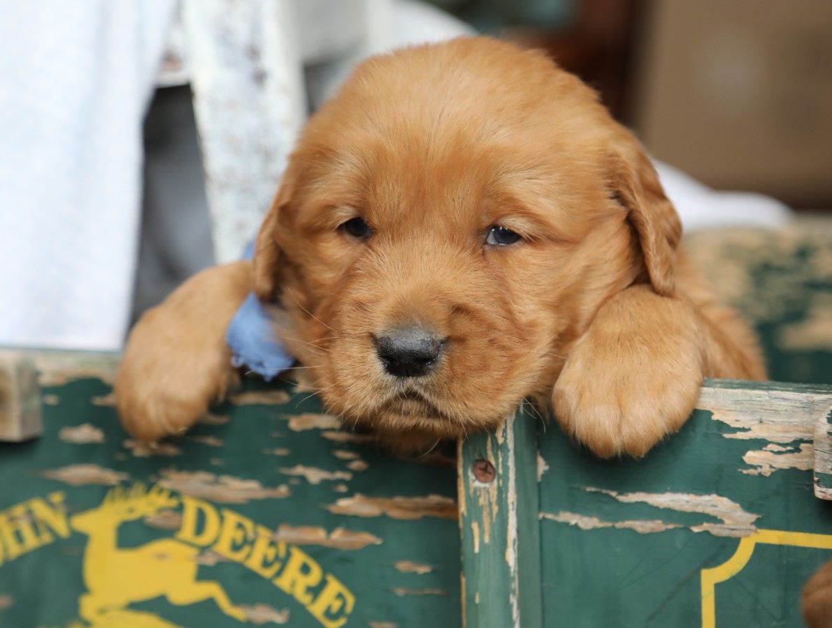 Toby • click to meet