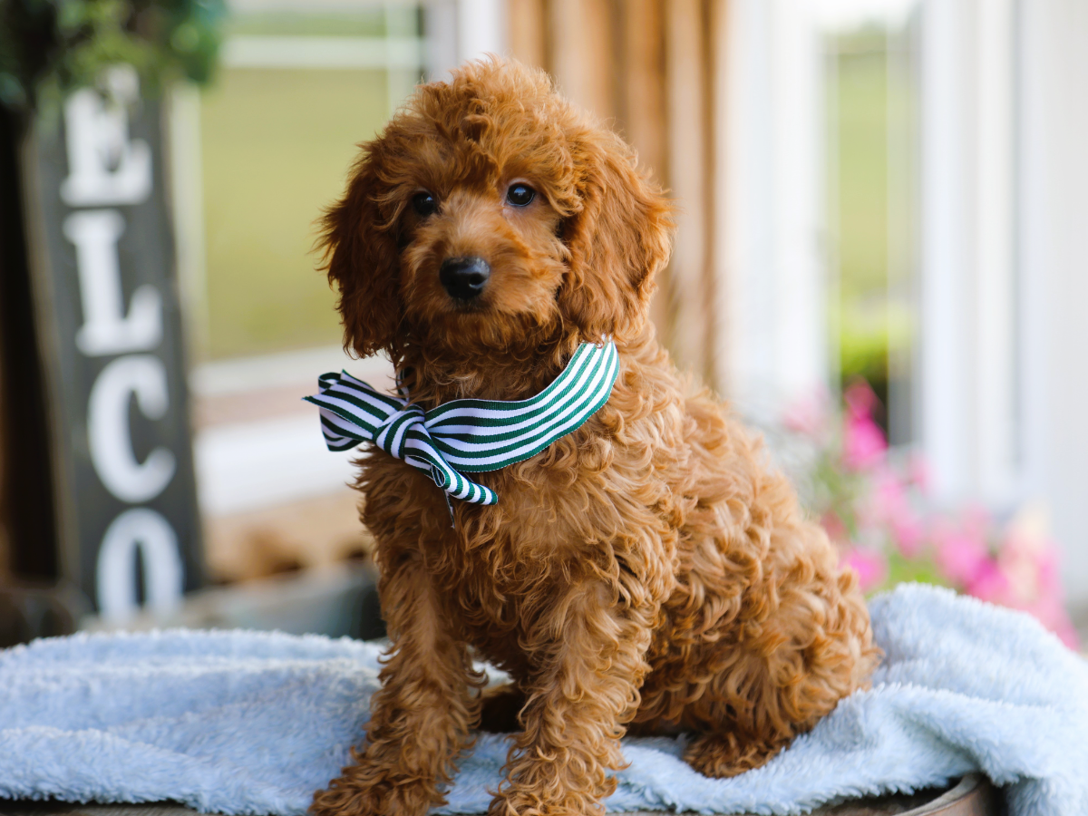 Fred • click to meet