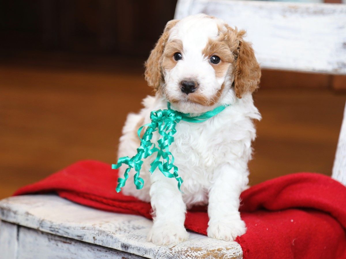 Owen (1).JPG