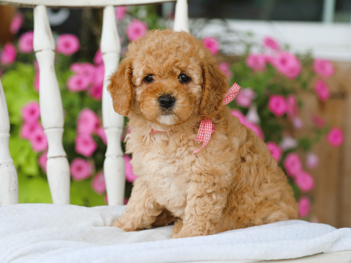 flossie (4).png