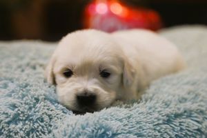 Melody • Click to meet