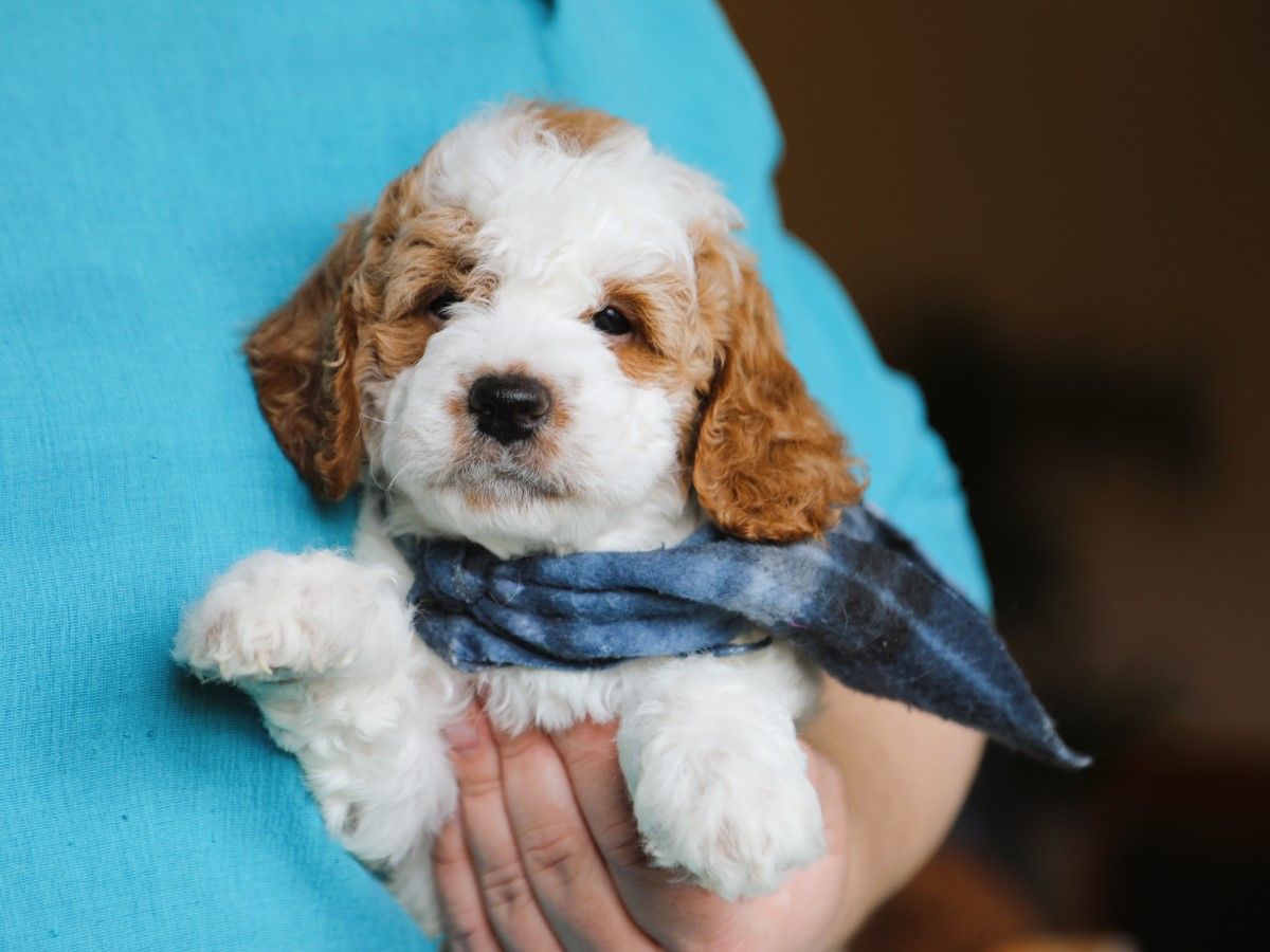 Oliver • click to meet