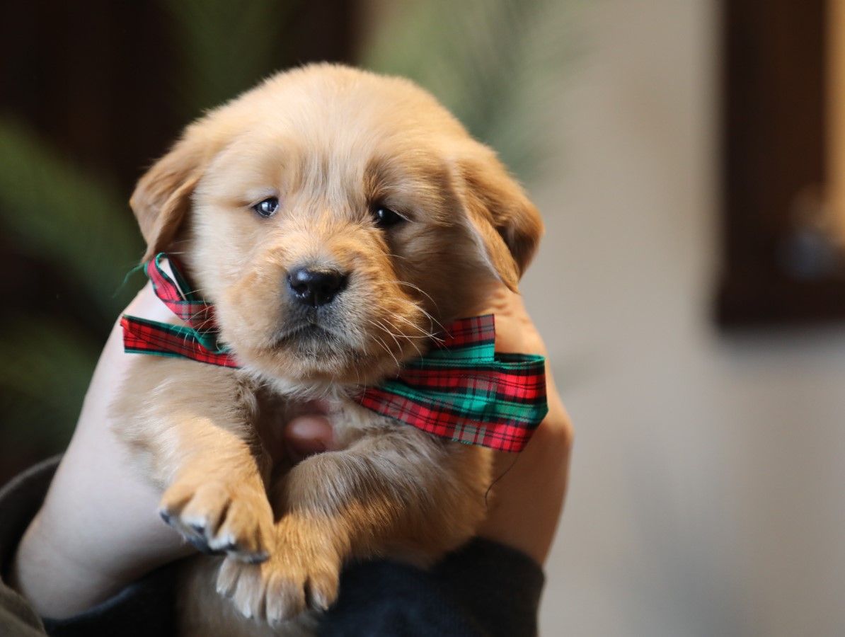 Apollo - Click to meet