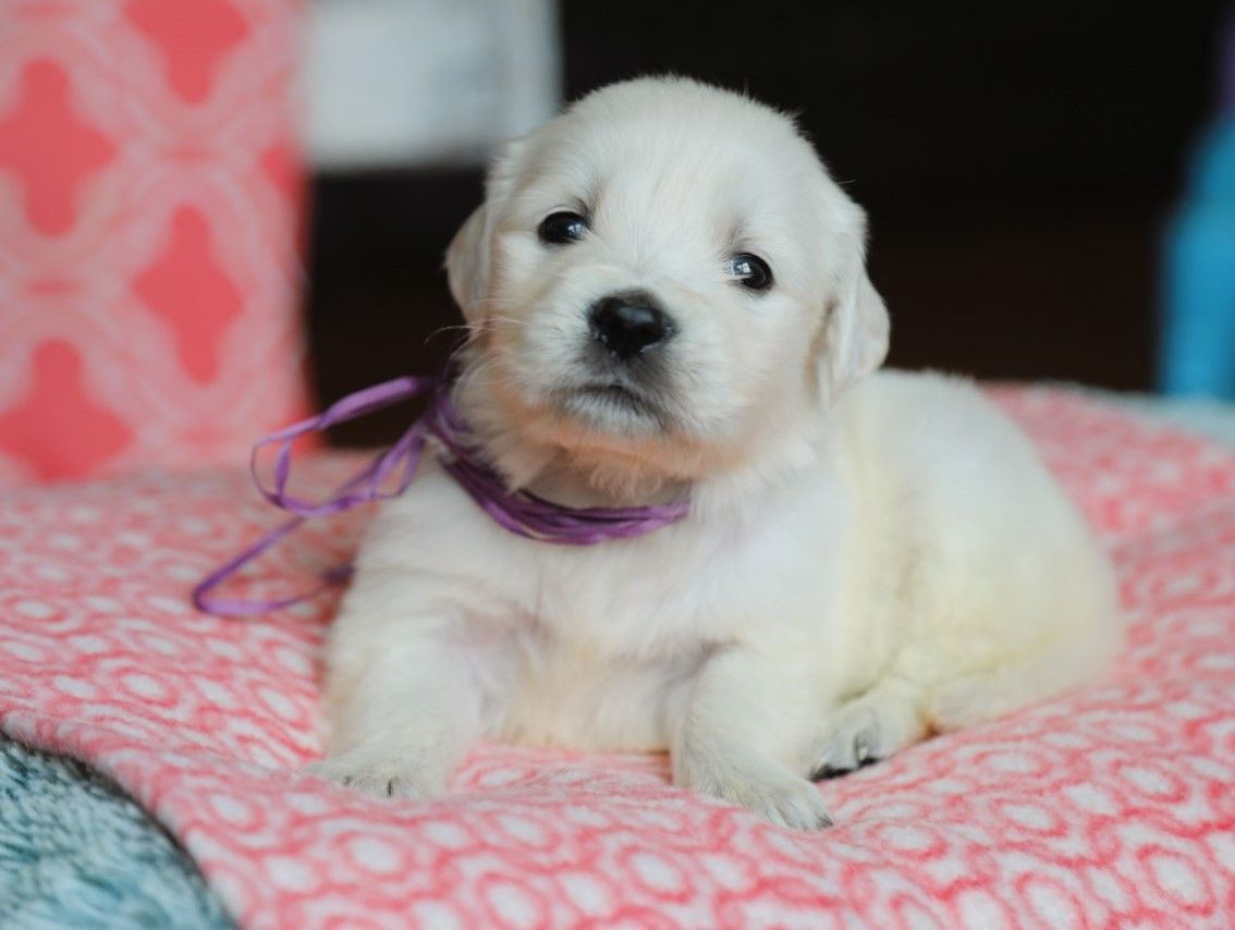 Diana • Click to meet