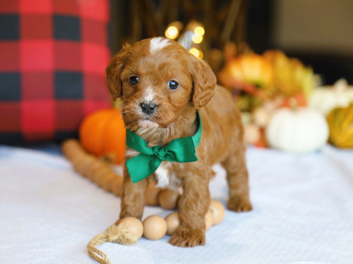 spencer (1).JPG