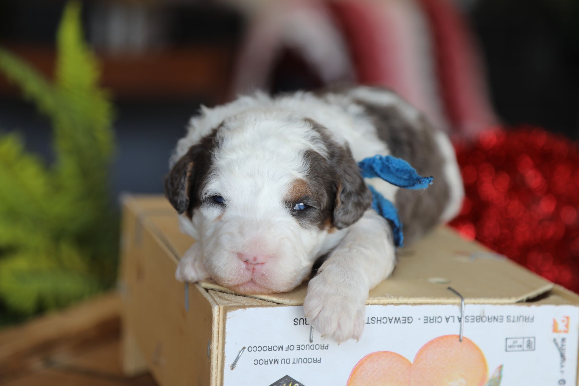 zeus (4).JPG