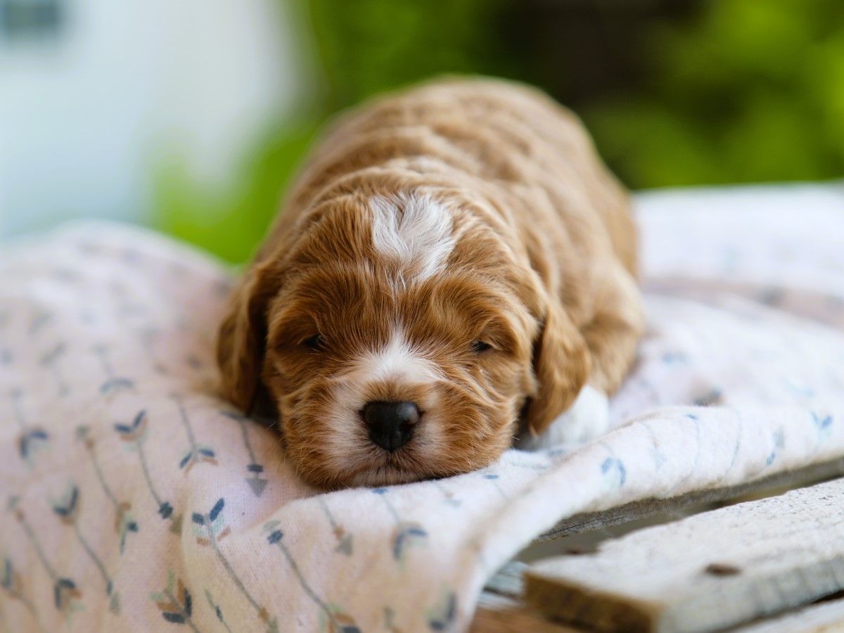 Waffles (4).JPG