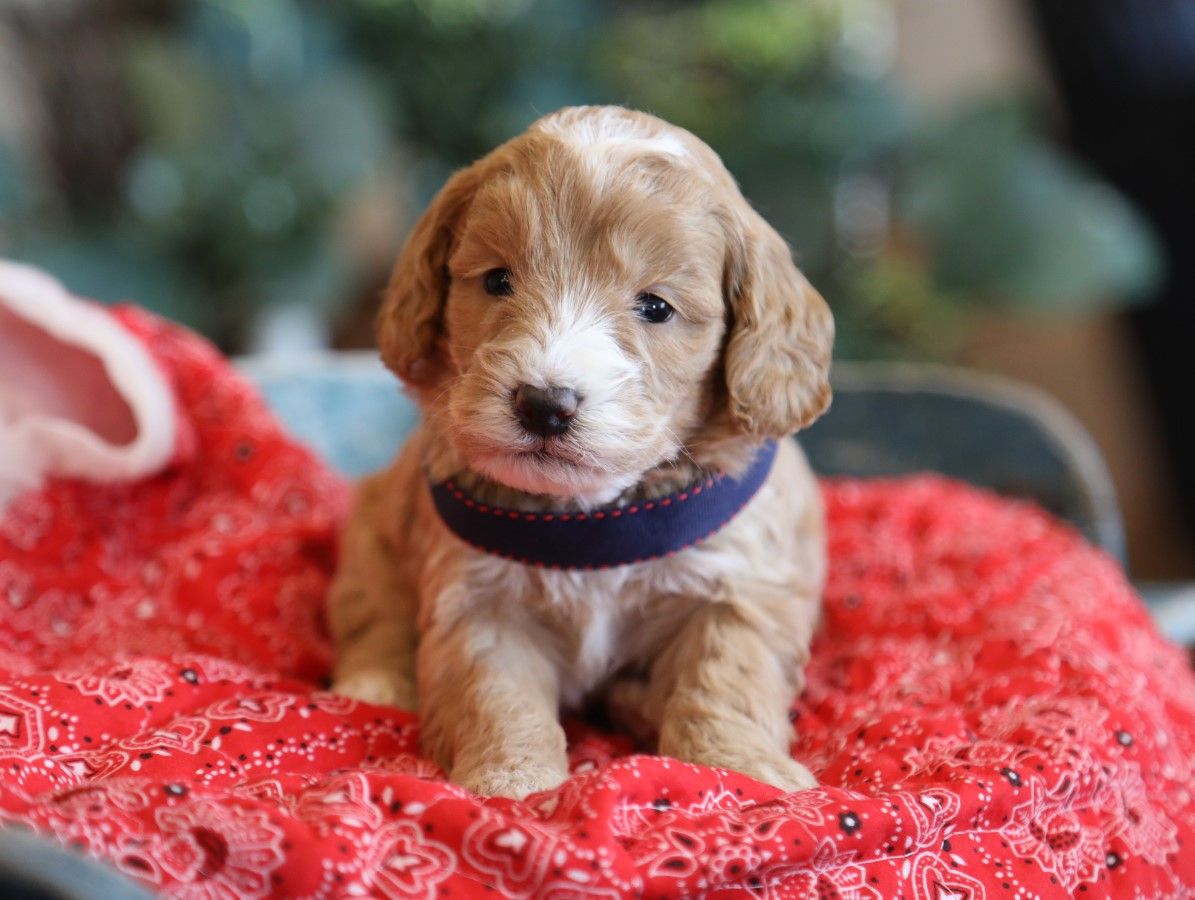 Logan - click to meet