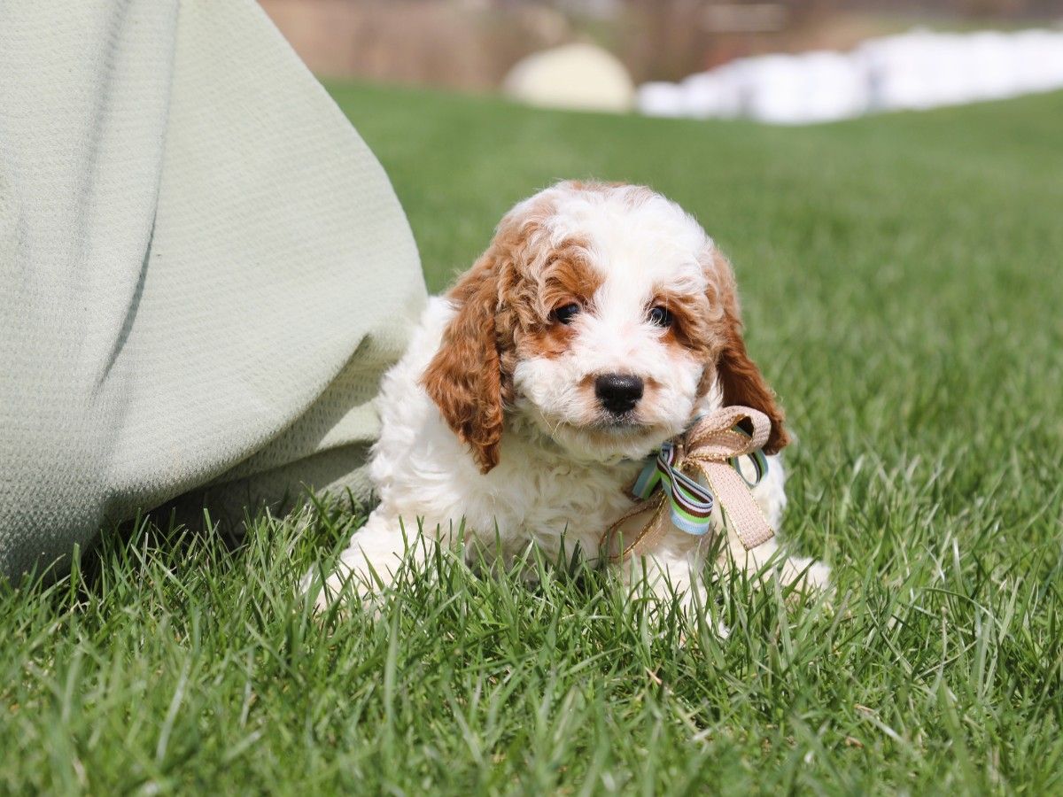 Oliver (4).JPG