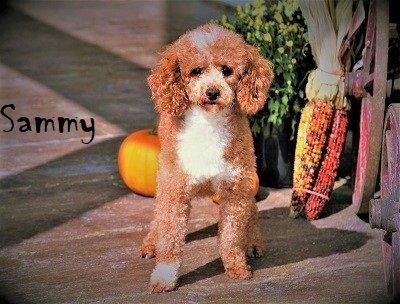 Sammy