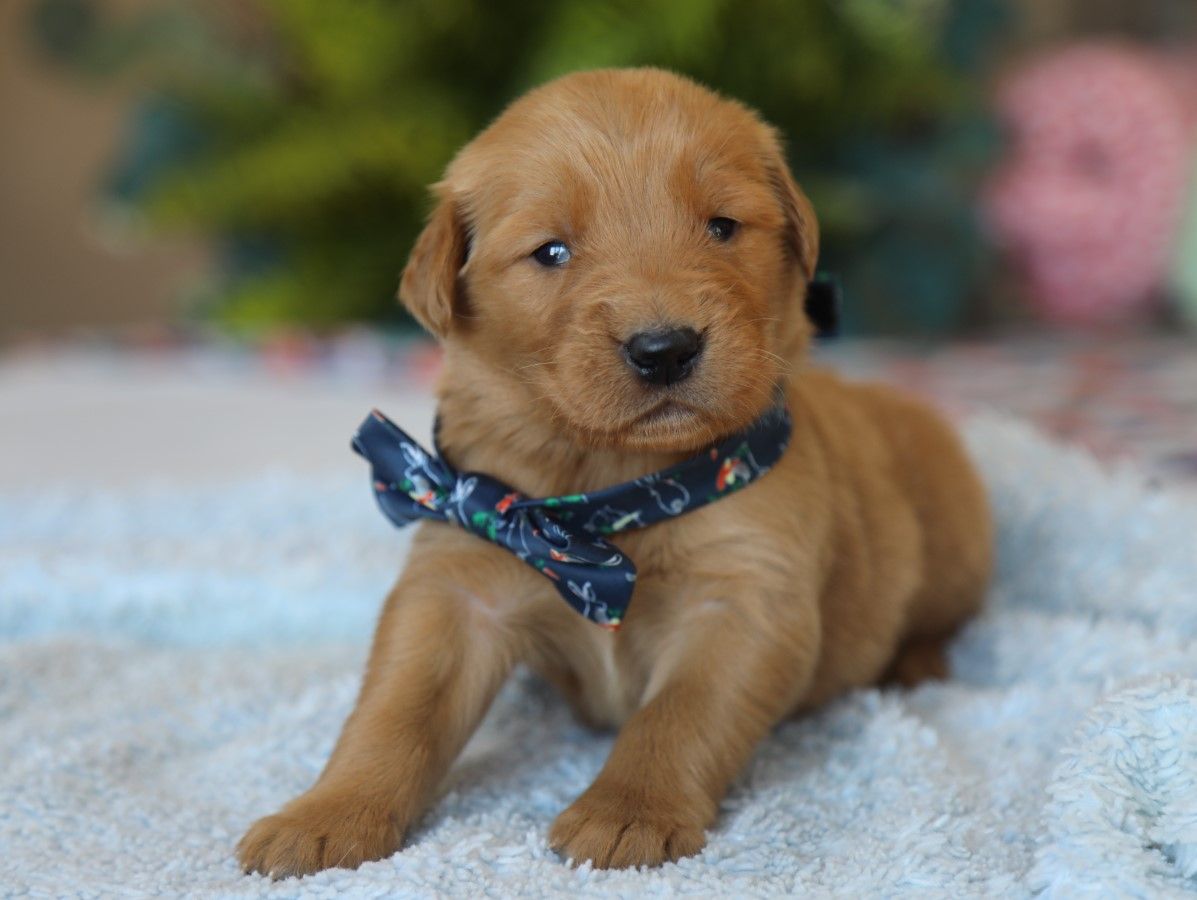 Albert - Click to meet