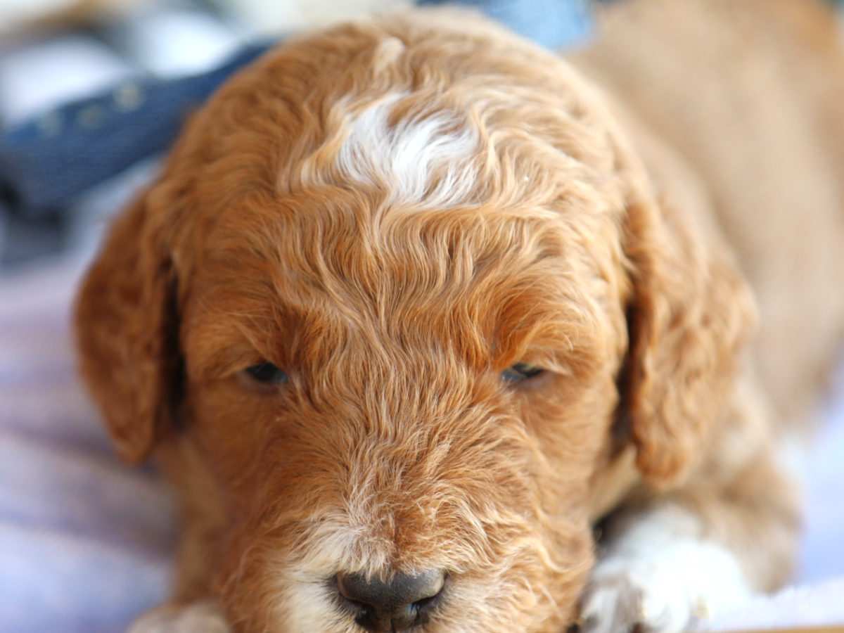 Sammy • click to meet