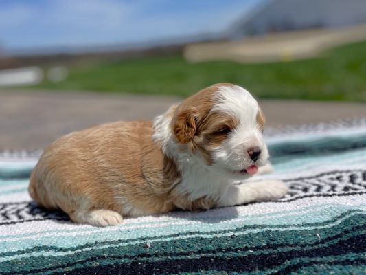 Denver CO RANGER • RESERVED