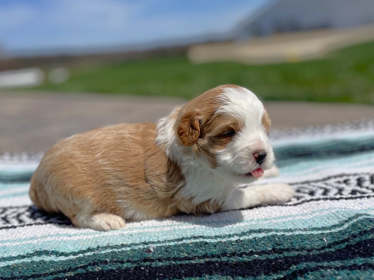 RANGER • RESERVED