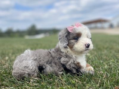 HAILEE • RESERVED