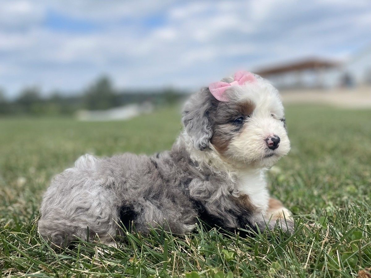 HAILEE • RESERVED