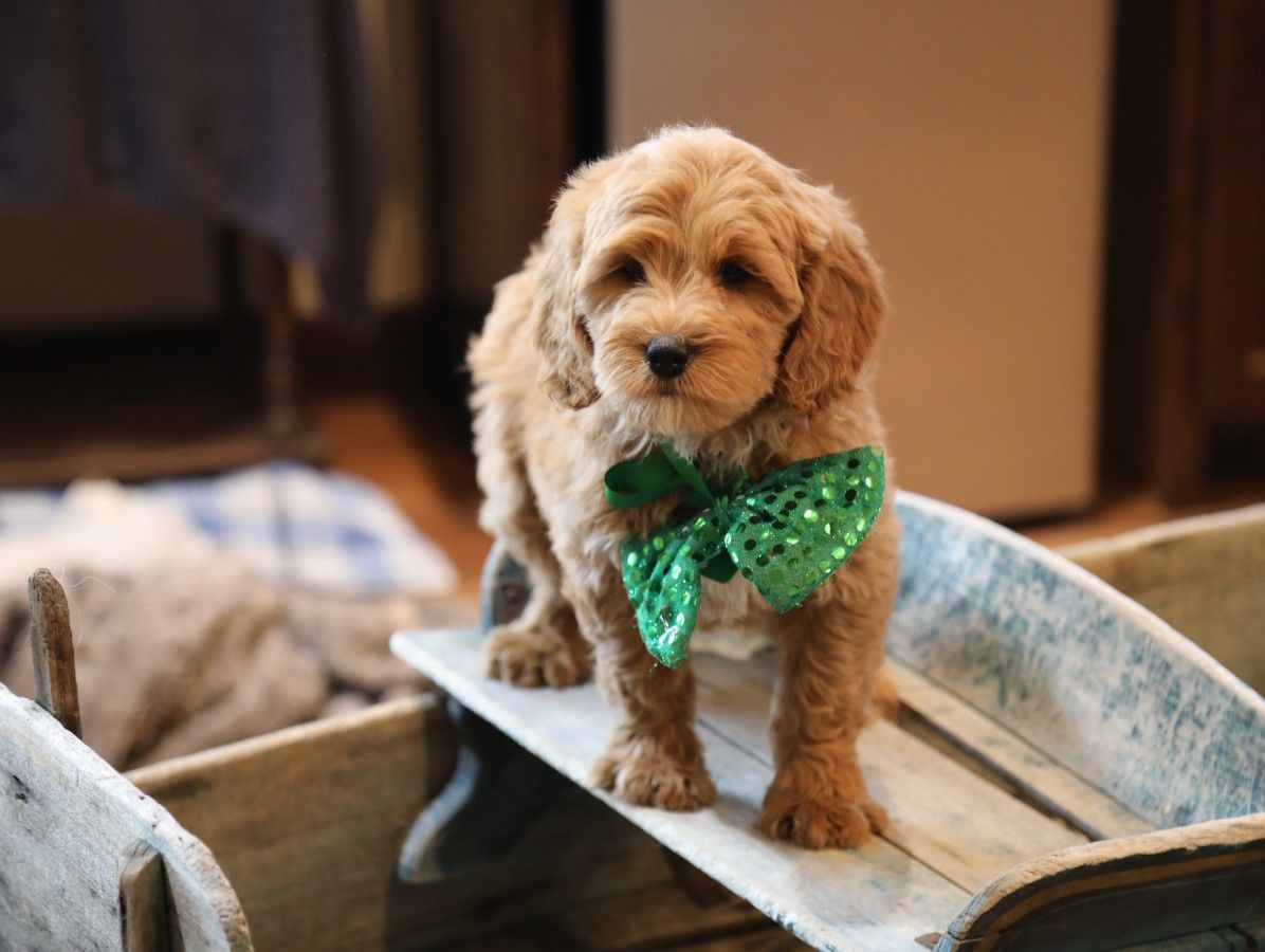  Dudley - click to meet
