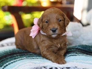 Izzy • click to meet