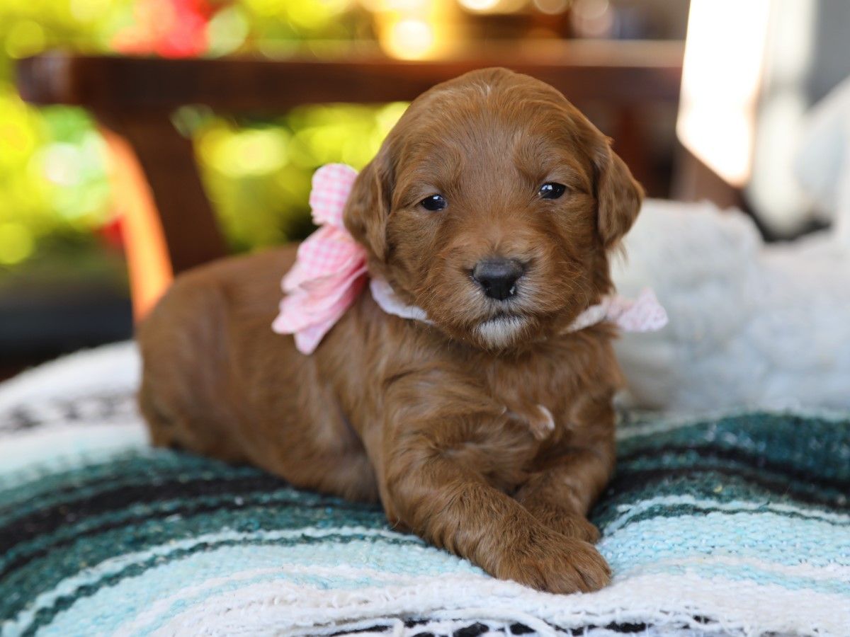 Izzy • click to meet