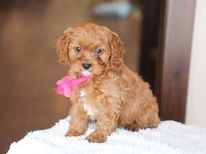 Sweet Pea • click to meet