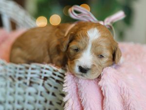 Spice • click to meet