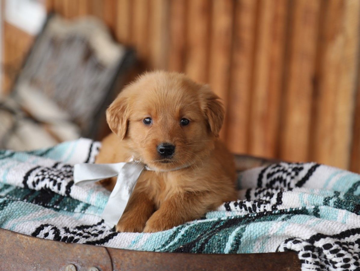 Booker - Click to meet