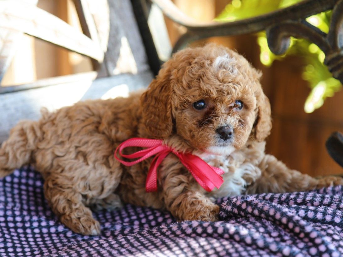 Judith • click to meet